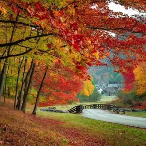 A road with fall trees alongside it.