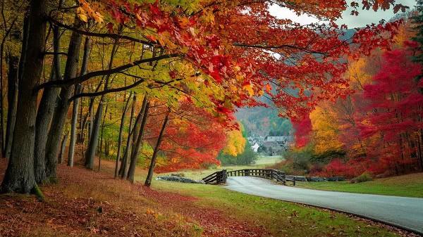 A road with fall trees alongside it.