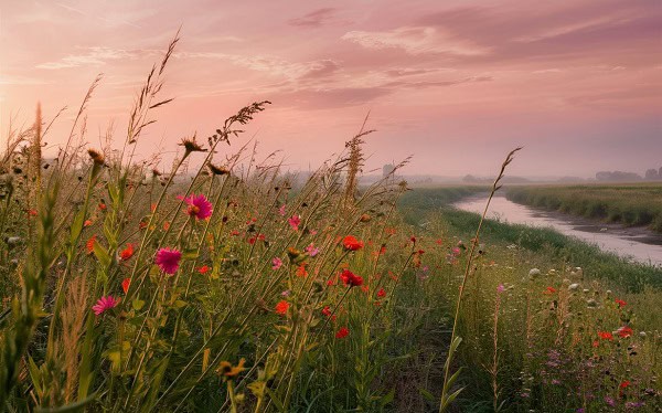 A photo of a morning in nature with red flowers in the foreground.