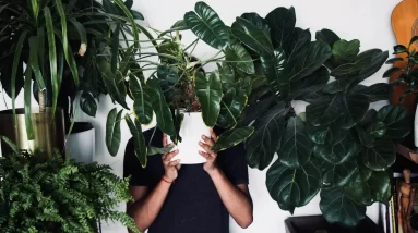 How Having Houseplants Lowers Your Stress & Improves Your Mental Health