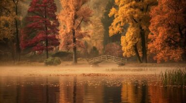 Beautiful fall colors on the trees by a lake.