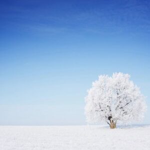 A beautiful snow-covered tree standing in snow with a blue sky in the background.