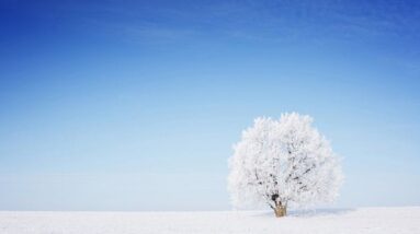 A beautiful snow-covered tree standing in snow with a blue sky in the background.