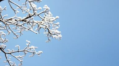 A snow covered branch and the blue skies of winter.