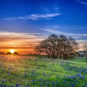 A spring timer sunrise with flowers in the foreground.