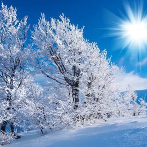 A beautiful snowy winter scene with a bright sun, snowy trees and plenty of snow on the ground.