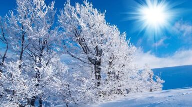 A beautiful snowy winter scene with a bright sun, snowy trees and plenty of snow on the ground.