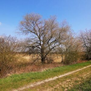 A small walking path with a few trees in spring.