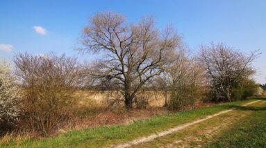 A small walking path with a few trees in spring.