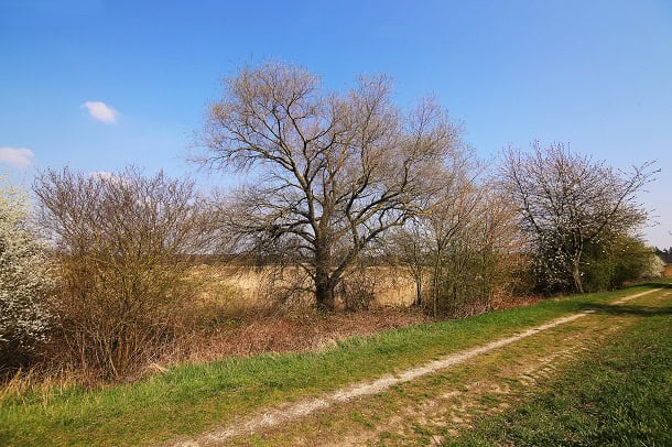 A small walking path with a few trees in spring.