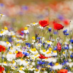 Spring flowers in a meadow.