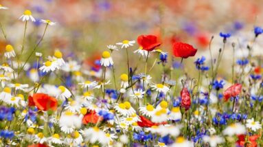 Spring flowers in a meadow.