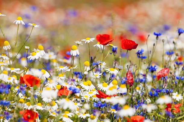 Spring flowers in a meadow.