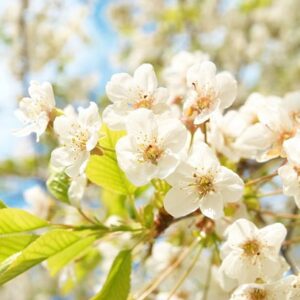 White April flowers on a tree in full spring bloom.