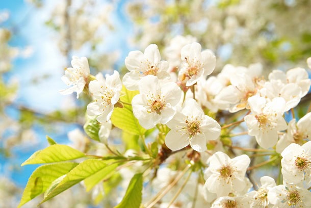 White April flowers on a tree in full spring bloom.