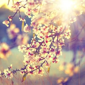 Beautiful spring blossoms on a tree during a sunrise.