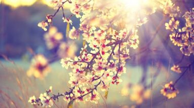 Beautiful spring blossoms on a tree during a sunrise.