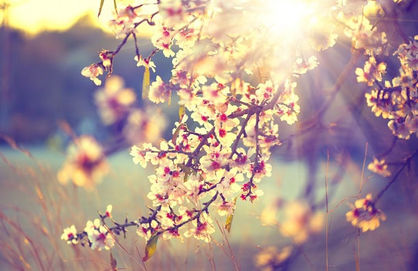 Beautiful spring blossoms on a tree during a sunrise.