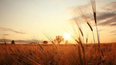 A sunset over a wheat field during summer.