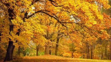 Lovely autumn trees in a park in many colors.