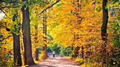A woman walking in a beautiful forest on a crisp fall day.