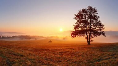 A beautiful sunrise over a field and by an tree as a new morning and day begins.
