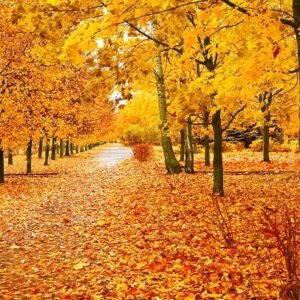 Lovely fall colors on the trees that are lining the path through a park.