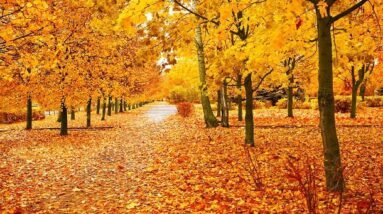 Lovely fall colors on the trees that are lining the path through a park.