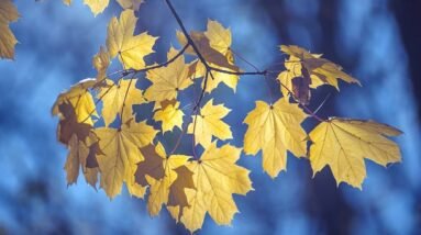Beautiful yellow fall leaves on a branch with a blue and crisp autumn background.