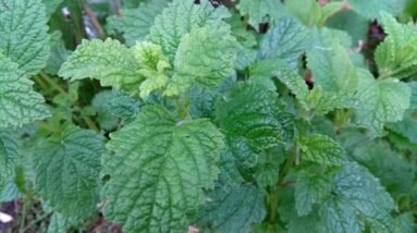 Everything You Need to Know About Lemon Balm Tea and Weight Loss