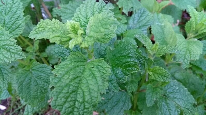 Everything You Need to Know About Lemon Balm Tea and Weight Loss