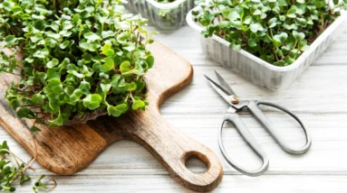 10 Microgreens: Pros & Cons and 6 Health Benefits