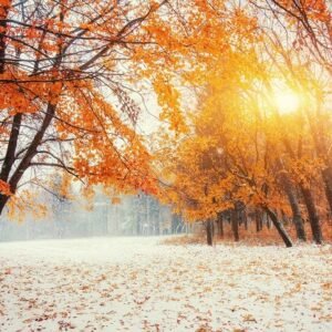 Forest with the first winter snow on the ground.