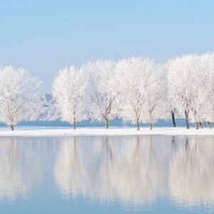 Frost-covered trees by a lake in winter.