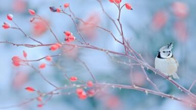 A small winter bird sitting on a branch.