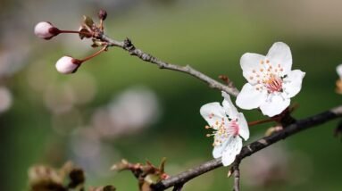 Buds and blooming spring branches of a tree.