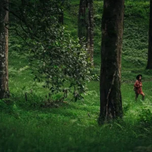 Forest Bathing: How to Relieve Stress in Nurturing Nature