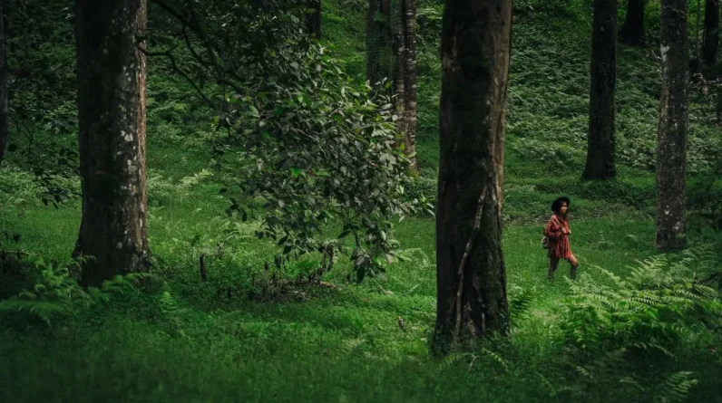 Forest Bathing: How to Relieve Stress in Nurturing Nature