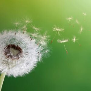 Seeds from a dandelion blowing in the breeze.